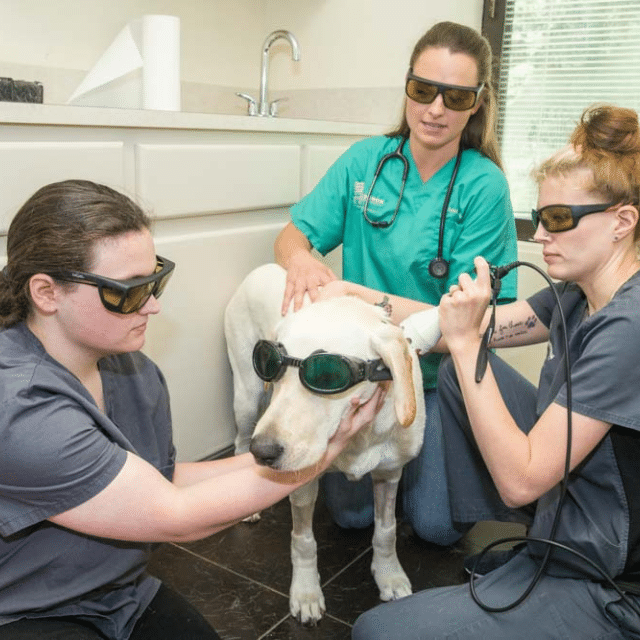 Cold Laser Therapy